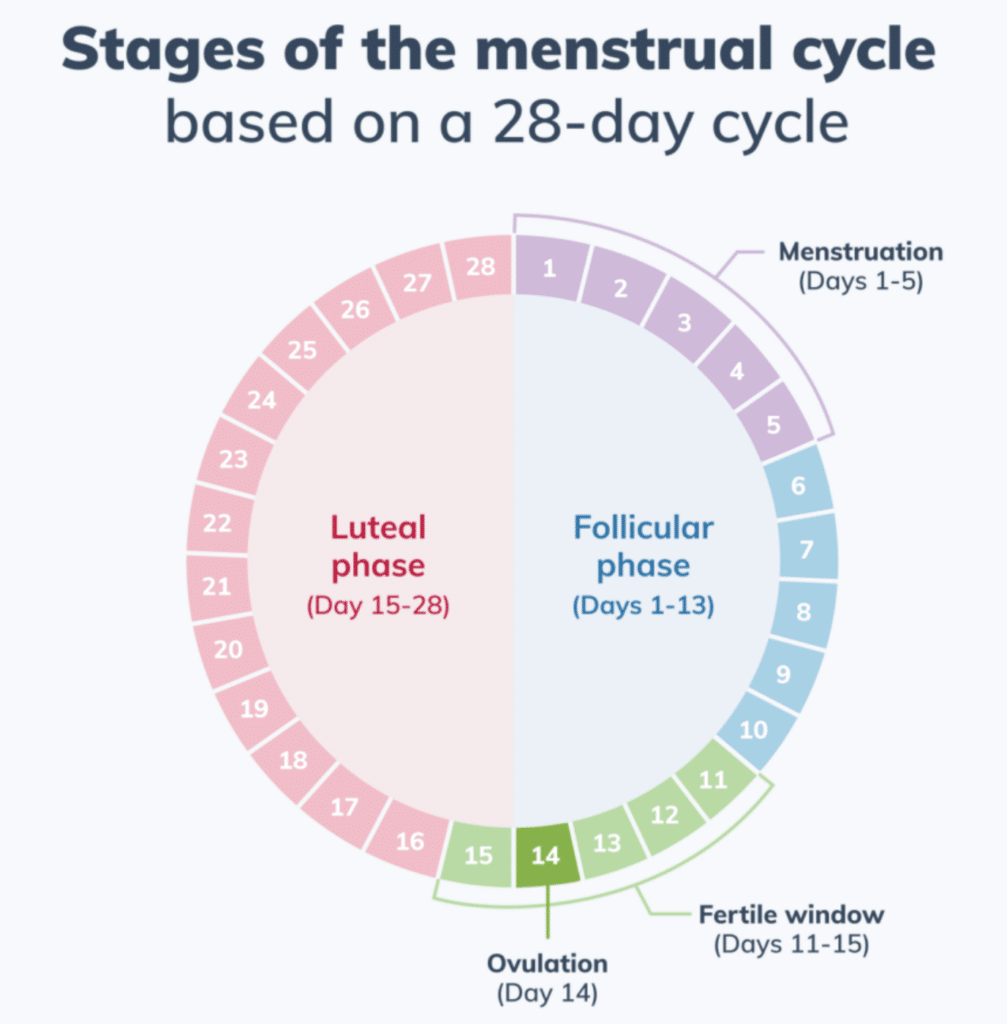 Chart illustrating the phases of the menstrual cycle for cycle syncing